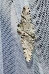 Biston betularia