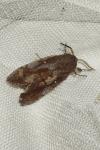 Dendrolimus pini pini