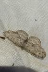 Hypomecis punctinalis