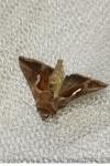 Macdunnoughia confusa