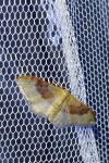 Idaea degeneraria