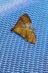 Anania verbascalis