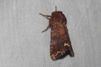 Ceramica pisi