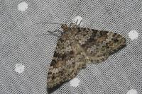 Colostygia olivata