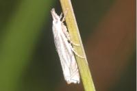 Crambus lathoniellus
