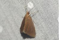 Minoa murinata