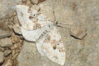 Xanthorhoe montanata