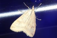 Udea nebulalis
