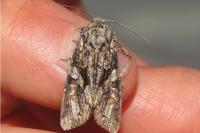 Lacanobia contigua