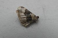 Epirrhoe galiata