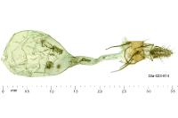 Cryptoblabes gnidiella