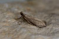 Eccopisa effractella