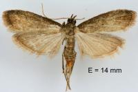 Eccopisa effractella