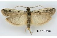 Phycitodes binaevella