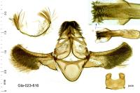 Phycitodes binaevella