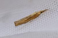 Agriphila tristella