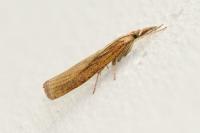 Agriphila tristella