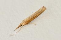 Agriphila tristella
