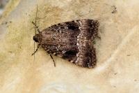 Amphipyra pyramidea