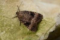 Amphipyra pyramidea