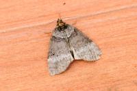 Ochropacha duplaris