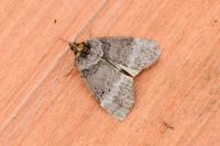 Ochropacha duplaris