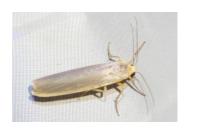 Eilema caniola