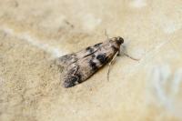 Euzophera pinguis