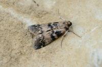 Euzophera pinguis