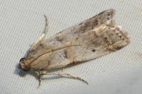Acrobasis fallouella