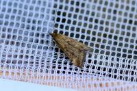 Pyrausta despicata