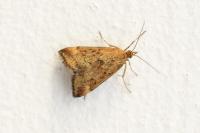 Pyrausta despicata