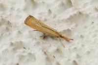 Agriphila straminella