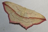 Timandra comae