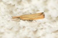 Agriphila straminella