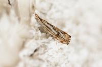 Catoptria falsella