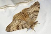 Lymantria dispar