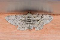 Peribatodes rhomboidaria rhomboidaria