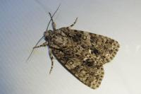 Acronicta rumicis