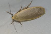Collita griseola