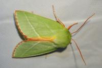 Pseudoips prasinanus