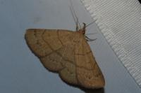 Paracolax tristalis