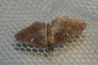 Nycterosea obstipata