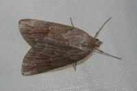 Pachycnemia hippocastanaria hippocastanaria
