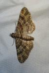 Gymnoscelis rufifasciata