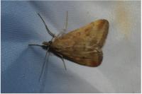 Pyrausta despicata