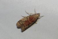 Ephestia woodiella/parasitella/elutella