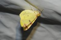 Opisthograptis luteolata