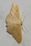 Idaea rubraria