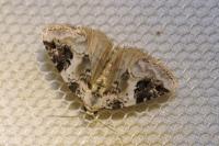 Pseudeustrotia candidula
